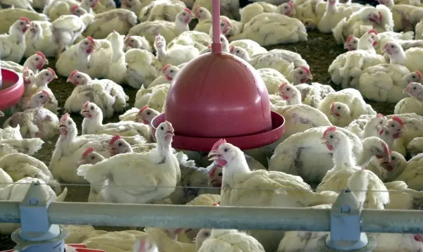 Chile e México suspendem importação de carne de frango do Brasil
